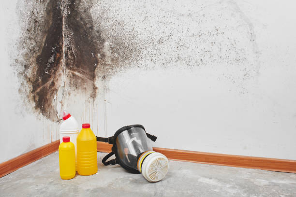Best Post-Flood Mold Remediation in Plainfield Village, CT