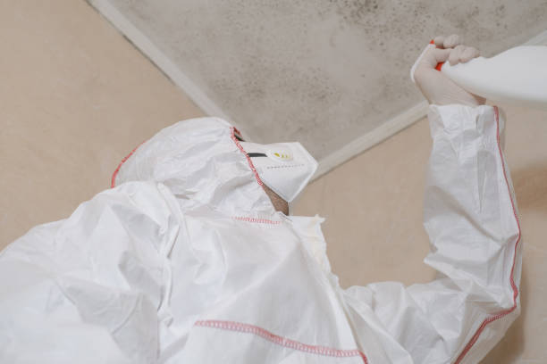 Best Attic Mold Remediation in Plainfield Village, CT