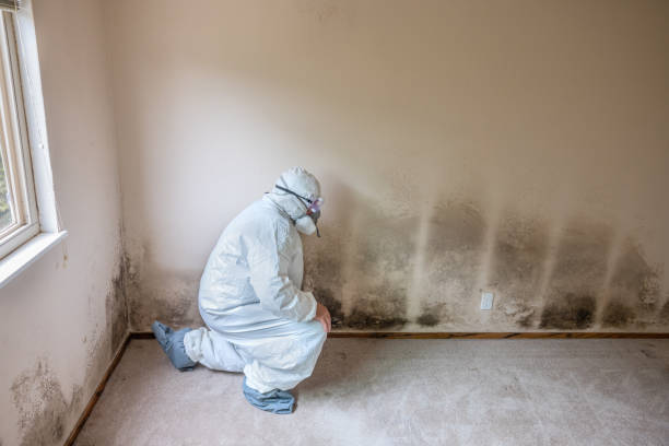 Best Crawl Space Mold Remediation in Plainfield Village, CT