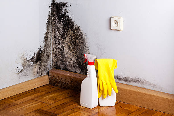 Reliable Plainfield Village, CT Mold Remediation Solutions